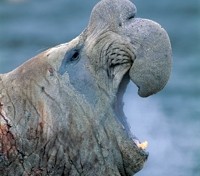 Elephant Seal